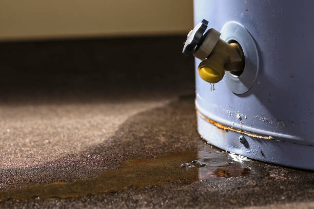 Best Mold removal after water damage  in Jacksboro, TN