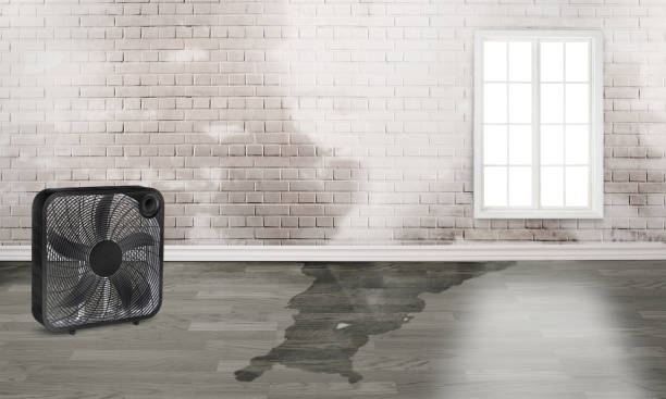 Best Carpet water damage restoration  in Jacksboro, TN
